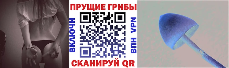 Купить закладки  Сураж  Псилоцибиновые грибы Psilocybine cubensis 